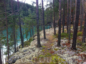 Река и лес по дороге из Осло в Гейрангер