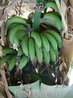 Много бананов на банановом острове в Луксоре