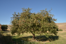 вокруг монастыря много фруктовых деревььев
