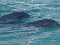 Дельфины в Карибском море...