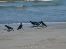 На пляже у Hotel Club Oceanic вороны завтракают выброшенной на берег муреной.
