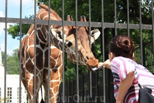 Калининградский зоопарк. Животных кормить...разрешается