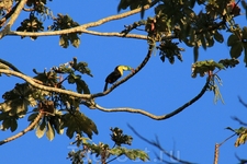 Тукана узрела в листве какого-то дерева в окрестностях Мисоль-Ха.