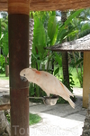 Бали/ парк птиц