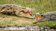 Крокодилы на берегу Нила