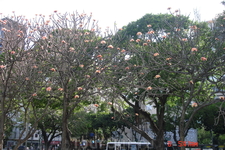 Рио-де-Жанейро. Интересные деревья. Они все в розовых цветах, но при этом без единого листочка