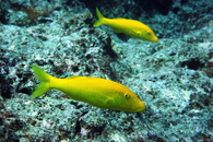 cigar wrasse