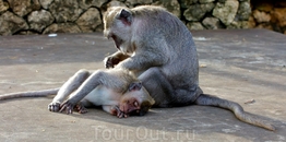 Шустрые обезьянки около храма Улувату
