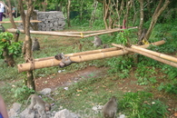 Бали/ В парке возле храма Улувату полно мартышек
которые из кустов прыгают туристам на плечи, а то и вовсе на головы. Могут стащить кепки и очки.
