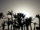 пальмы на фоне серовато-беловатого неба, фото не редактировалось, такую цветовую гамму дал песок, который пригнало с пустыни
