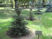 В парке. Дерево посажено Д.А. Медведевым в бытность его еще не президентом