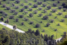 оливковое масло, оливковая паста и различные предметы из оливкового дерева будут отличным сувениром и подарком, привезённым с Родоса. оливковое масло, оливковая паста и различные предметы из оливкового дерева будут отличным сувениром и подарком, привезённым с Родоса.