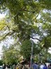 Огромный раскидистый платан,которому более 2200 лет, деревушка Краси