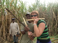 В зарослях сахарного тростника...окружили агрессивные гаитянцы