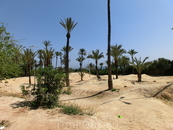 Такой вот уголок природы, имитирующий пустыню. Почему-то вспомнился Лермонтов и его Три пальмы - В песчаных степях аравийской земли
Три гордые пальмы высоко ...