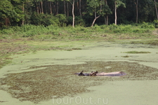 Читван. Носороги принимают ванну