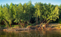 Мохнатые корневища белой ивы тонкими прядями свисают к воде, переплетаются в густую сеть, образуя подобие мангровых лесов