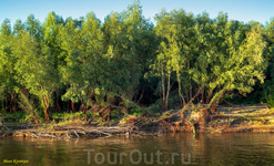 Мохнатые корневища белой ивы тонкими прядями свисают к воде, переплетаются в густую сеть, образуя подобие мангровых лесов