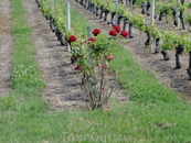 Роза - показатель здоровья виноградной лозы.