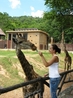 заповедник Кхао Кхео  - у жирафов очень длинный язык