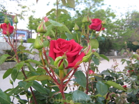Розы судацкие 4.