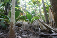 Джунгли на Праслине. На этом острове находится парк, в котором растут деревья с орехами коко-де-мер. И не только. Там много разных странных растений.