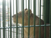 В зоопарке по дороге из Каира в Александрию