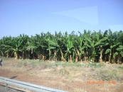 Плантации карликовых бананов по дороге в Хамат Гадер(термические источники)...там просто суппер!!! Это север Израиля,на границе с Иорданией...