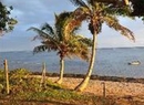 Фото Maui Palms