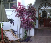 The Dolphin The Dolphin