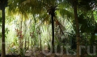 Парк экзотических тропических растений