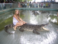 Крокодил живой