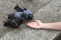 Рука, кормящая тайских голубей