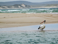 Австралийский пеликан