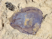 Медузина, единственная, в Хаммамете нет медуз в конце августа
