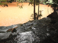 термальные источники, впадающие в реку. послед дождя река приобрела красный цвет.