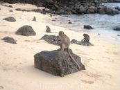 Обезьянки на Monkey Beach, Ко Лан