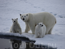 Встреча с семьей белых медведей, которые не побоялись подойти совсем близко к нашему ледоколу.