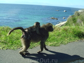 бабуины гуляют вдоль дорог