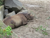 Носороги в тот день ленились и никого не развлекали