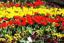 Тюльпаны в парке