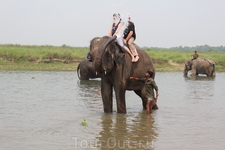 Читван. Купание со слонами