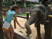 от общения со слонами получаешь большое удовольствие