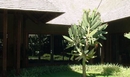 Фото Royal Palm