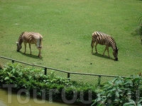 zoo