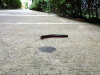 местная живность местная живность