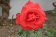 Розы Родоса