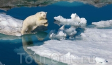 Ученые опасаются, что в ближайшие сто лет глобальное потепление приведет к вымиранию белых медведей
Автор: Пол Никлен (Paul Nicklen)