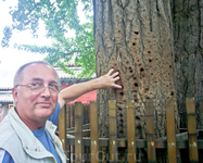 следы тренировок, оставленные пальцами монахов на стволе тысячелетнего дерева