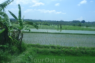 Бали/ Рисовые поля